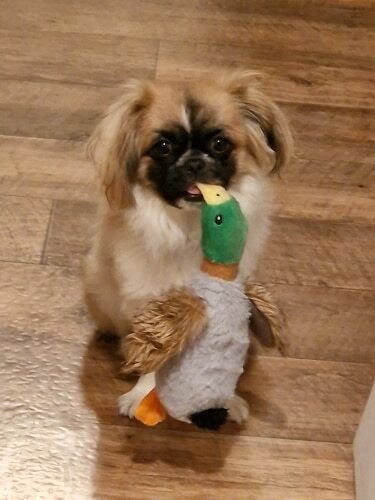 Plush Squeaking Duck Toy photo review