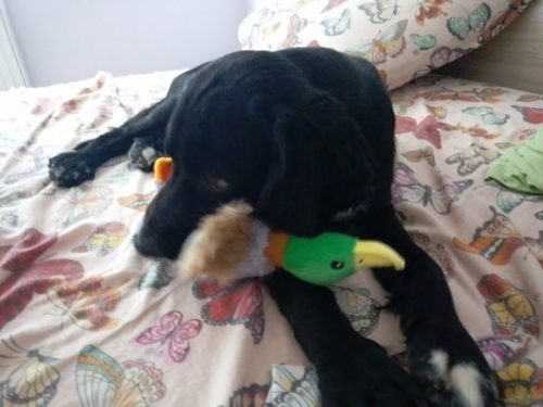 Plush Squeaking Duck Toy photo review